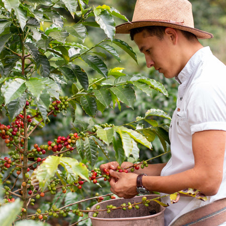 Nuvia Coffee: A journey to the purest essence of Brazilian cultures