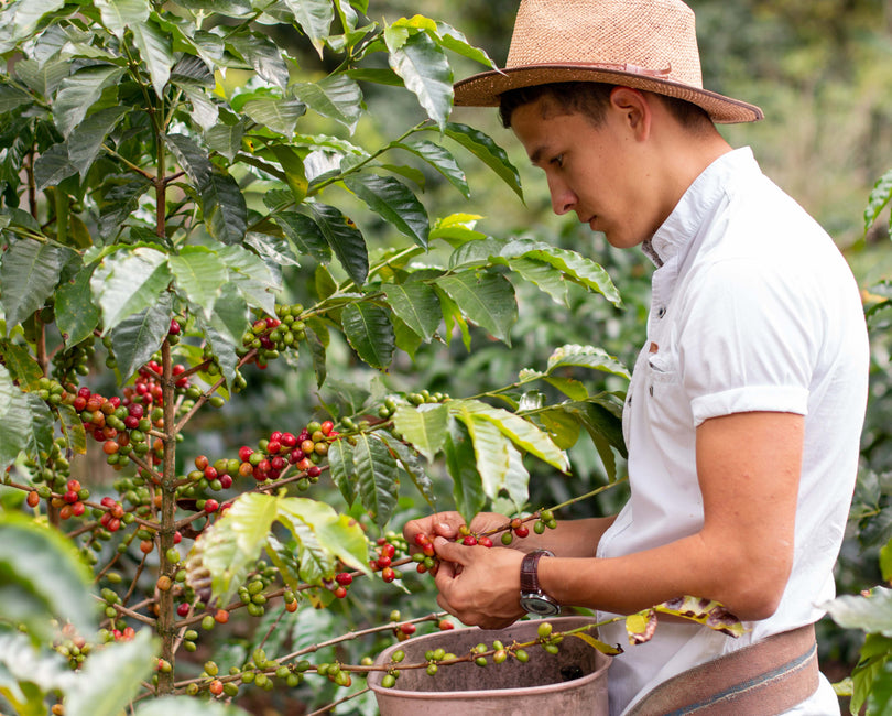 Nuvia Coffee: A journey to the purest essence of Brazilian cultures